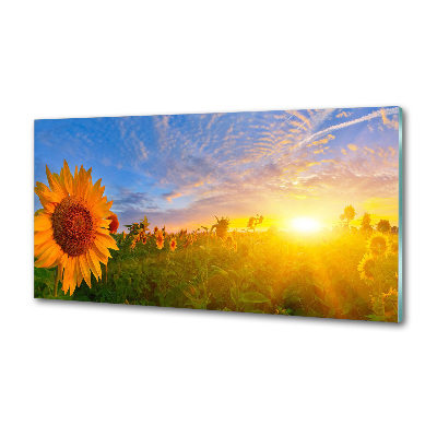 Panel do kuchyne Pole slnečníkov