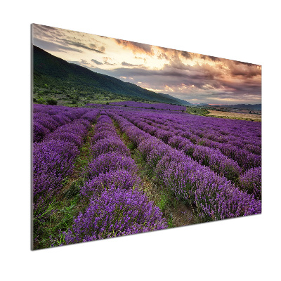 Dekoračný panel sklo Pole levanduľa