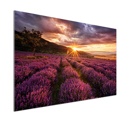 Dekoračný panel sklo Pole levanduľa