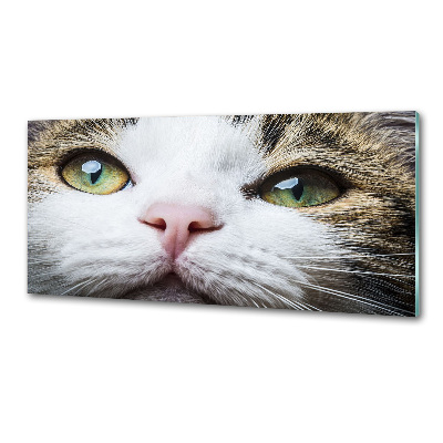 Panel do kuchyne Zelené mačacie oči