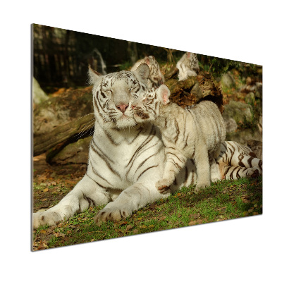 Sklenený panel do kuchyne Tigre