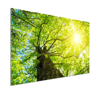 Panel do kuchyne Gaštan jar
