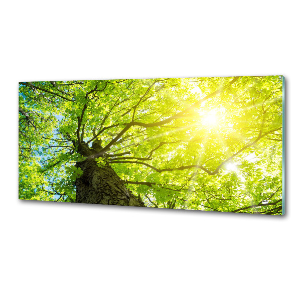 Panel do kuchyne Gaštan jar