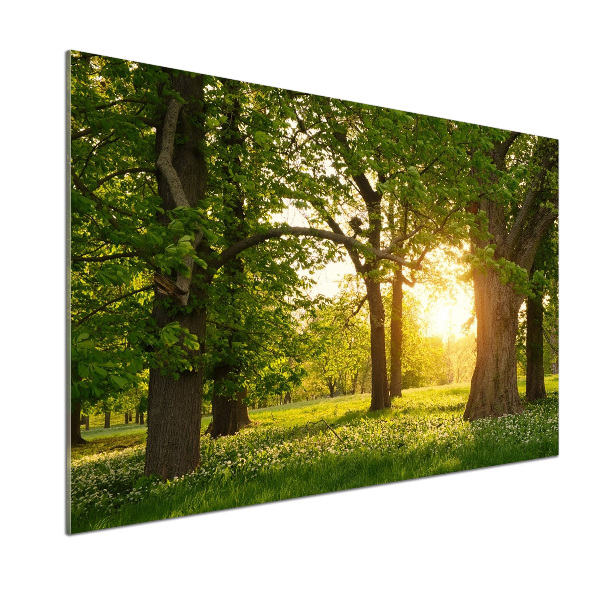 Panel do kuchyne Stromy v parku
