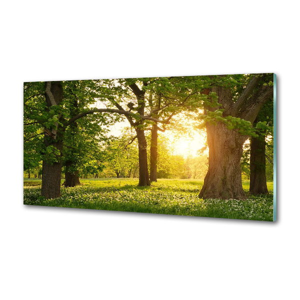 Panel do kuchyne Stromy v parku