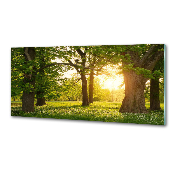 Panel do kuchyne Stromy v parku