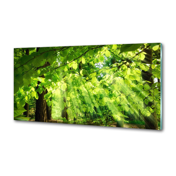 Dekoračný panel sklo Lístie buka