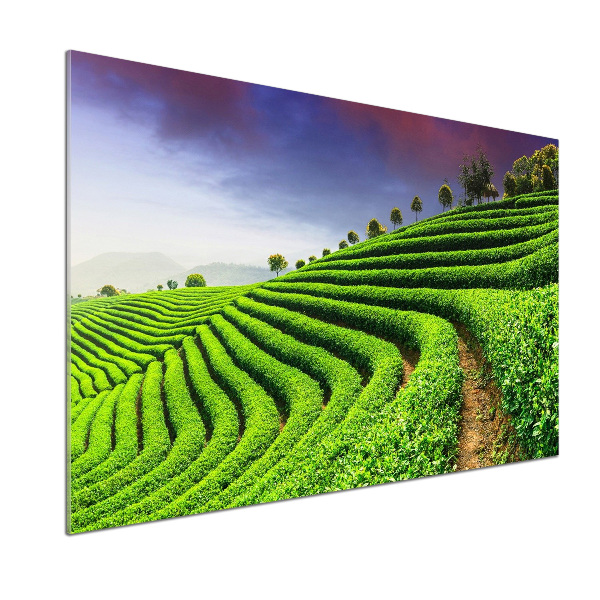 Panel do kuchyne Čajová plantáž