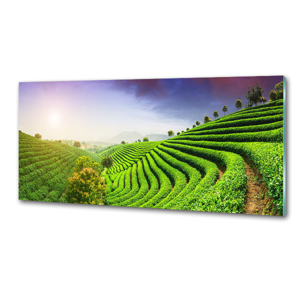 Panel do kuchyne Čajová plantáž