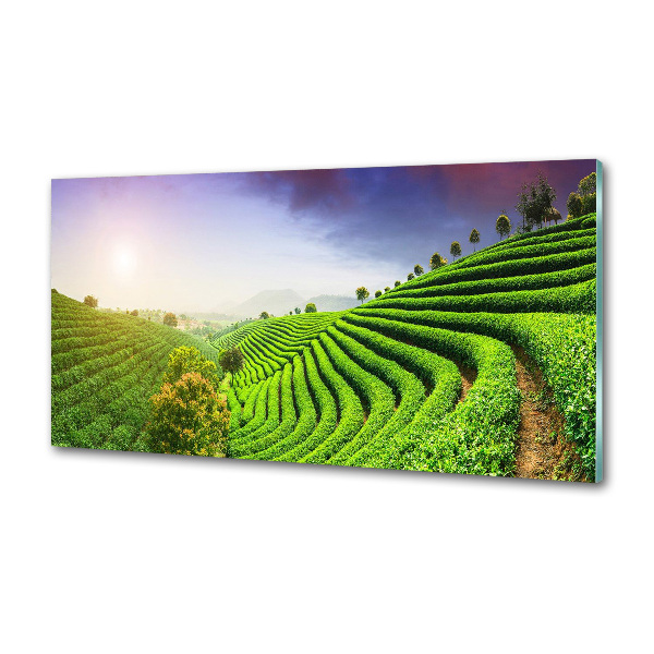 Panel do kuchyne Čajová plantáž