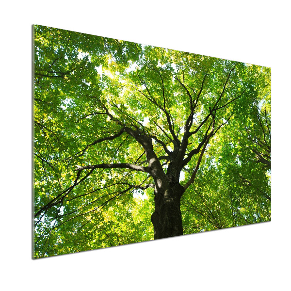 Dekoračný panel sklo Zelený les