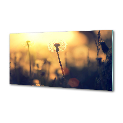 Dekoračný panel sklo Púpava