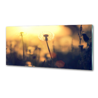 Dekoračný panel sklo Púpava