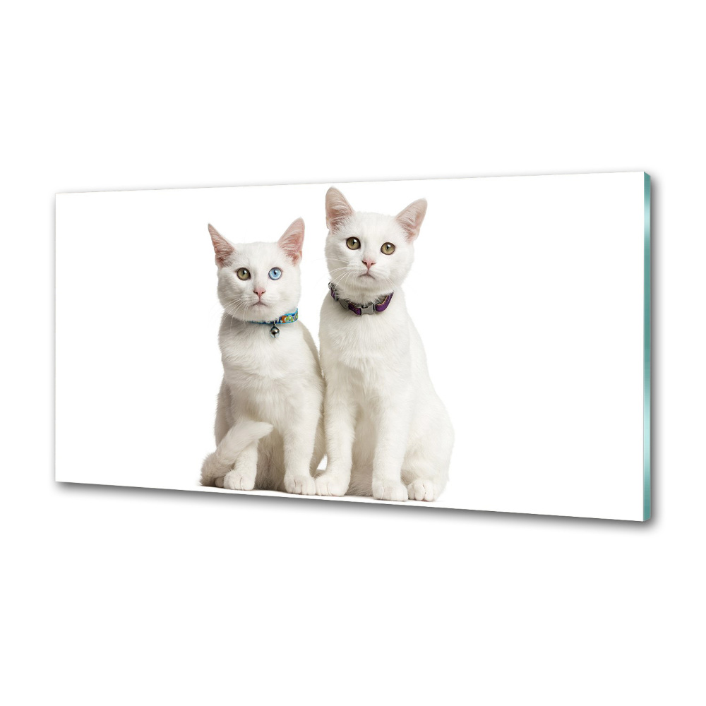 Dekoračný panel sklo Biele mačky