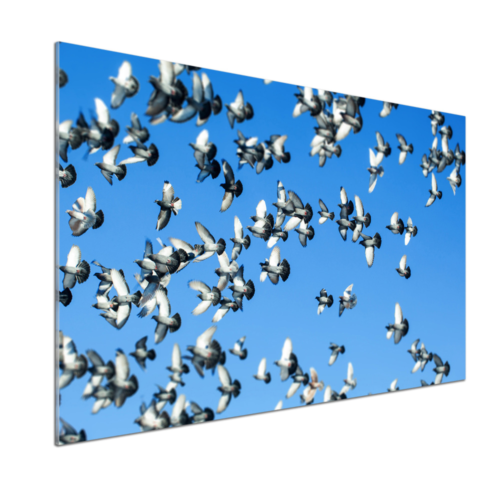 Dekoračný panel sklo Stádo holubov