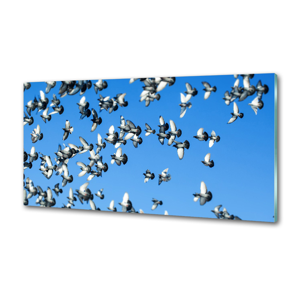 Dekoračný panel sklo Stádo holubov