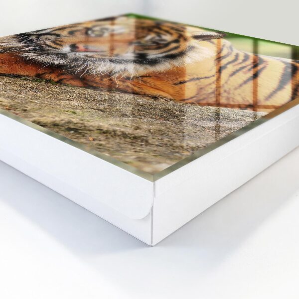 Box na kľúče Tiger odpočíva