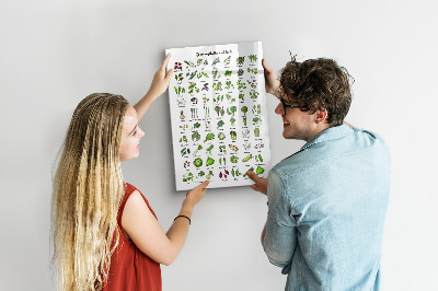Magnetická popisovateľná tabuľa Zelená zelenina a bylinky v grafike